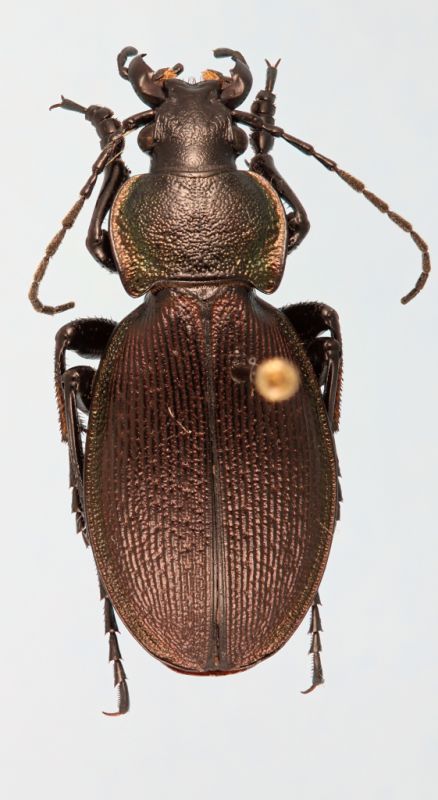 carabus02 - Copia.jpg