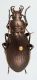 carabus_05 - Copia.jpg