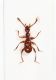 Pselaphidae1.JPG
