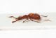 Pselaphidae2.JPG