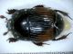 tn_Histeridae 2.JPG