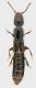 Staphylinidae_Ostia_6-XI-2011_6,5mm_grey.jpg