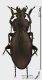 Carabus_s.JPG