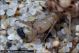 Larva2_Sovereto_agosto_2009_ventrale_testa_crop_0805.jpg