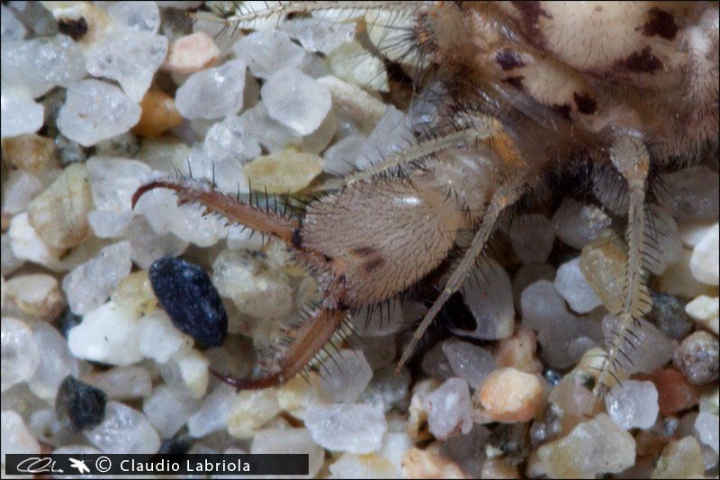 Larva2_Sovereto_agosto_2009_ventrale_testa_crop_0805.jpg