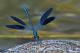calopteryx splendens83.jpg