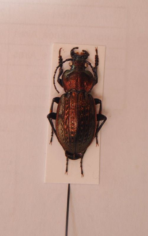 Carabus (Carabus) italicus.JPG