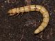 Larva - 24 mm -20111031_051.jpg