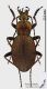 Carabus_s.JPG