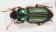 Harpalus.jpg