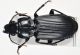 Pterostichus3.jpg