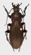 carabus_fr_fei.jpg