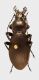 carabus_fr_02 - Copia.jpg
