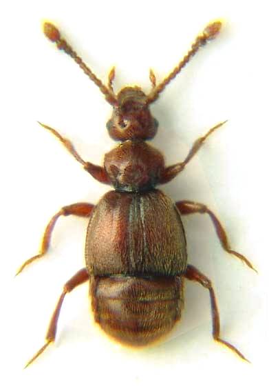 Trichonyx sulcicollis (REICHENB., 1816).jpg