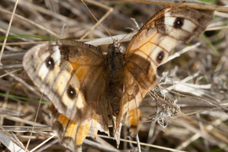 Hipparchia-semele ♀ Dorsale.jpg