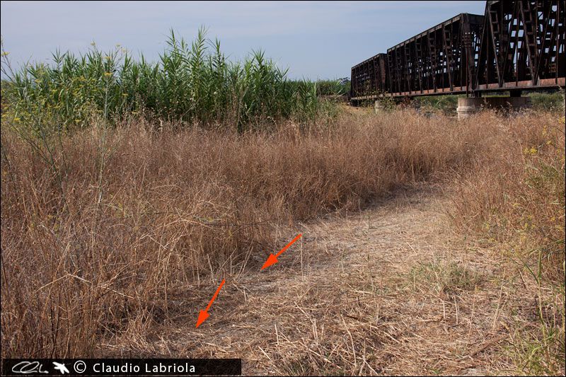 Larva3_ambiente_Fiume_Neto_verso_foce_agosto_2009_0308.jpg