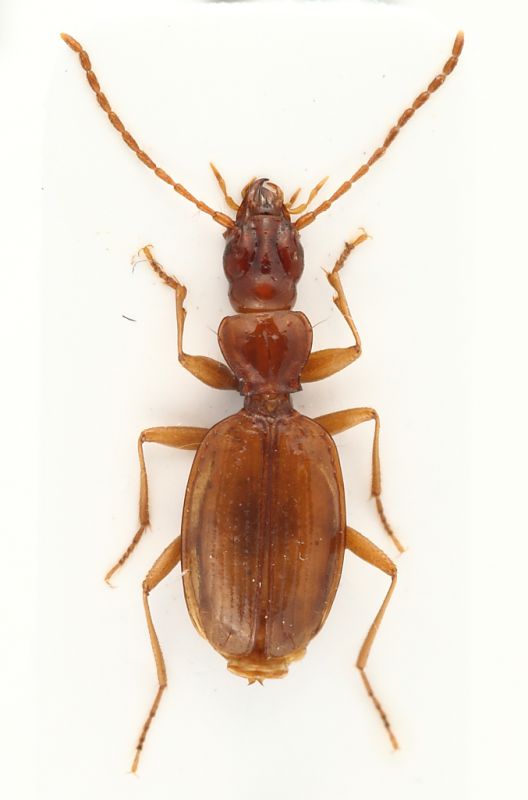 Carabidae Belluno4.JPG