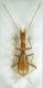 Lessinodytes pivai.jpg