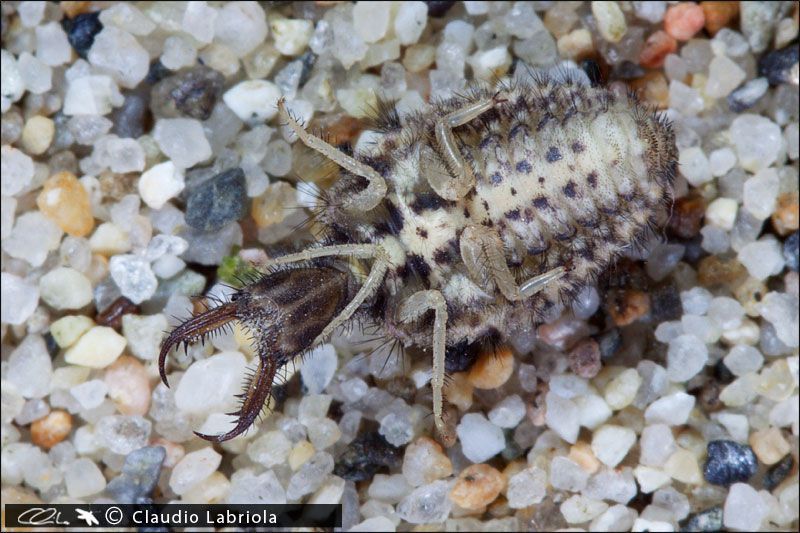 Larva3_ventrale_Fiume_Neto_agosto_2009_0817.jpg