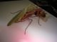 DSC01526.JPG