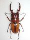 prosopocoilus blanchardi1-A.jpg