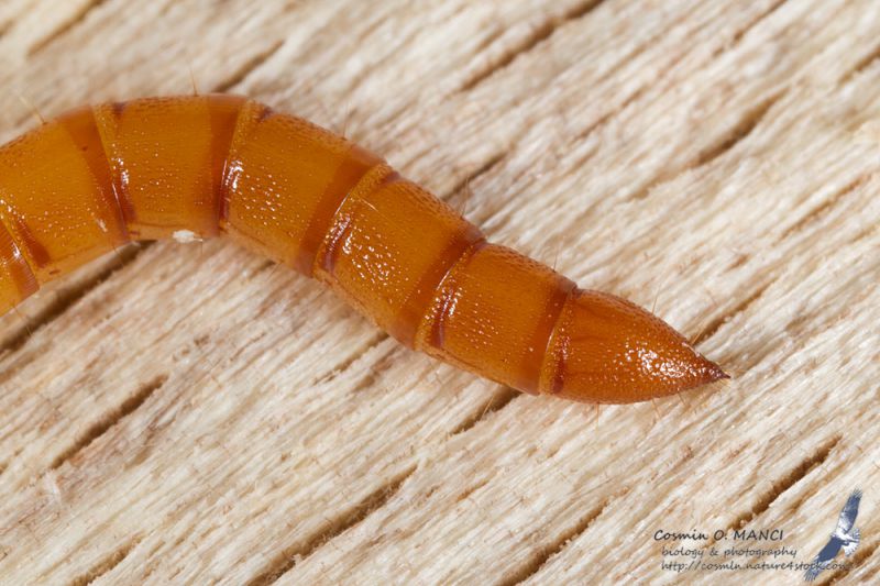 larva1_det_IMG_0144.jpg