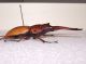 prosopocoilus blanchardi1-B.jpg