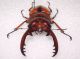prosopocoilus blanchardi1-D.jpg