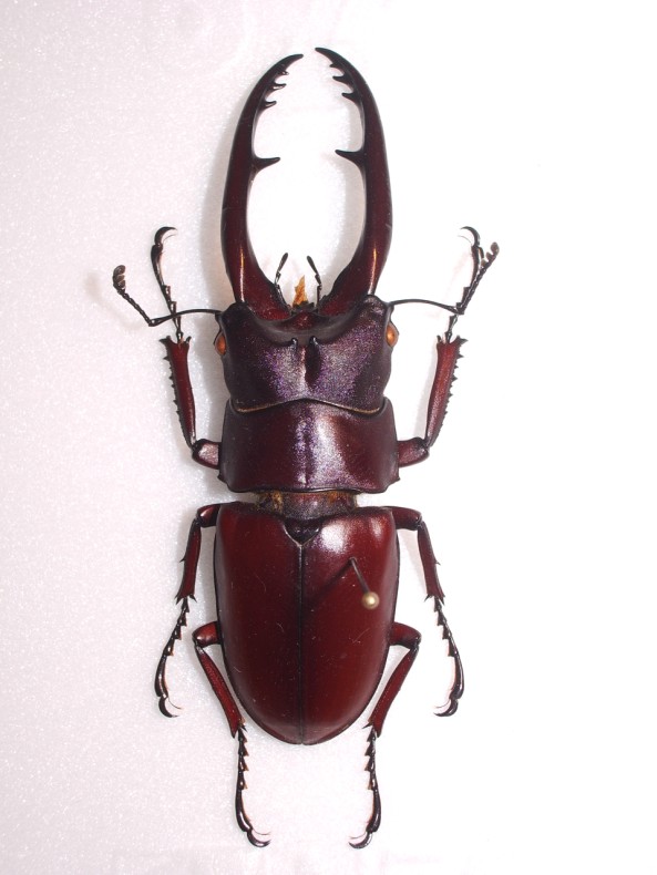 prosopocoilus astacoides1-B.jpg