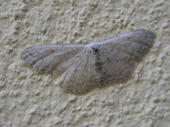 Idaea calunetaria.JPG