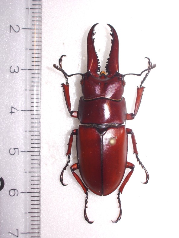 prosopocoilus astacoides3.jpg