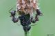 DSC_1291apbase.jpg