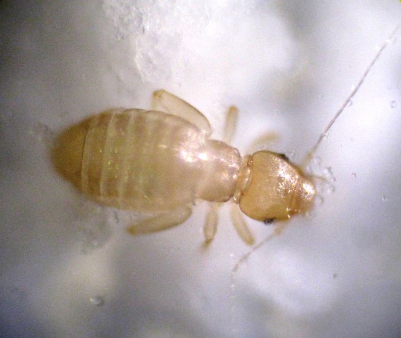 Liposcelis divinatorius Giardino RE 12-11-11 036b.jpg