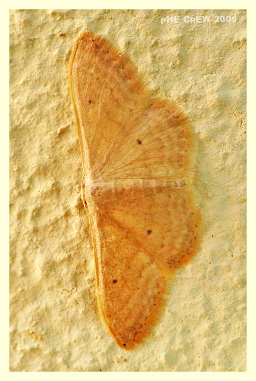 geometridae.JPG