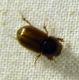 Aphodius.jpg