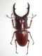 prosopocoilus cinnamomeus1-A.jpg