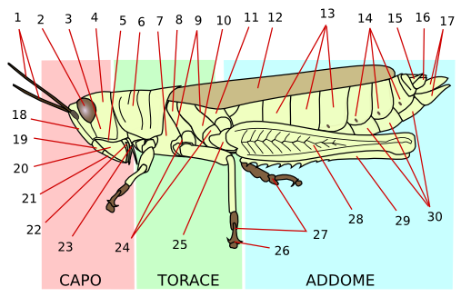 Orthoptera_morphology-it.png