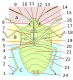 Heteroptera_morphology-v.png