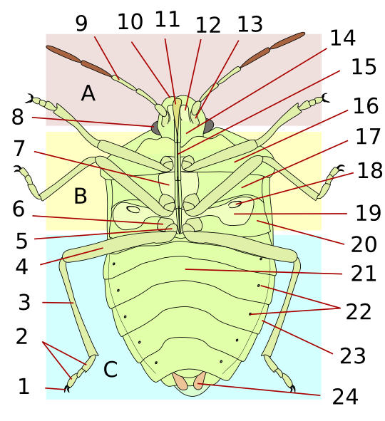 Heteroptera_morphology-v.png