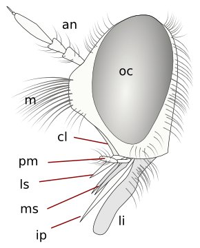 asilimouthparts.jpg