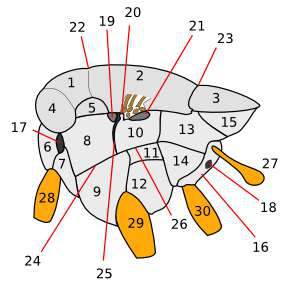 cyclorrhapha_thorax_pleural_regions.jpg