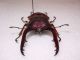 prosopocoilus cinnamomeus1-B.jpg