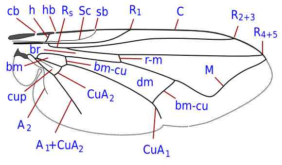 musca_wing_venation.jpg