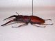 prosopocoilus cinnamomeus1-D.jpg