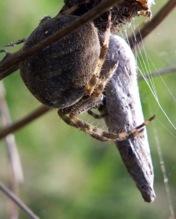 Araneus sp. Noctua pronuba.jpg