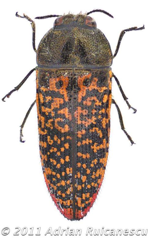 Acmaeodera haemorrhoidaliswtmk.jpg