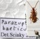 Parazuphium baeticum.JPG