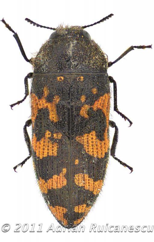 Acmaeodera idahoensiswtmk.jpg