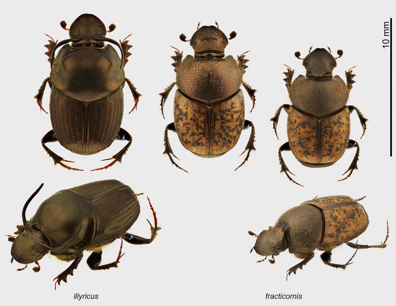 Onthophagus_plate_s.JPG