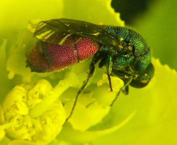 Chrysis sp..JPG